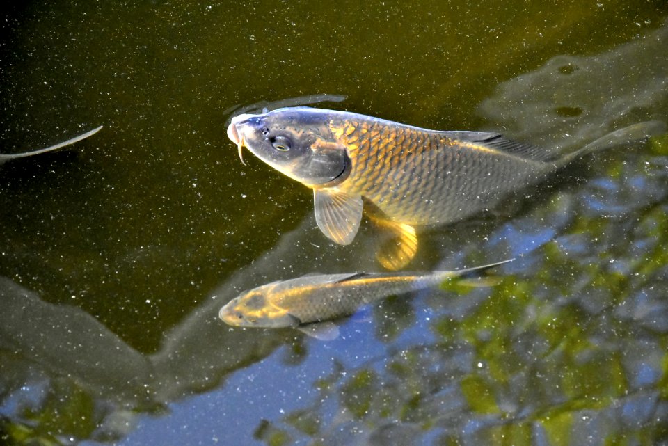 Fish