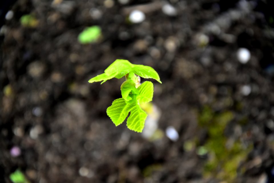 Plant