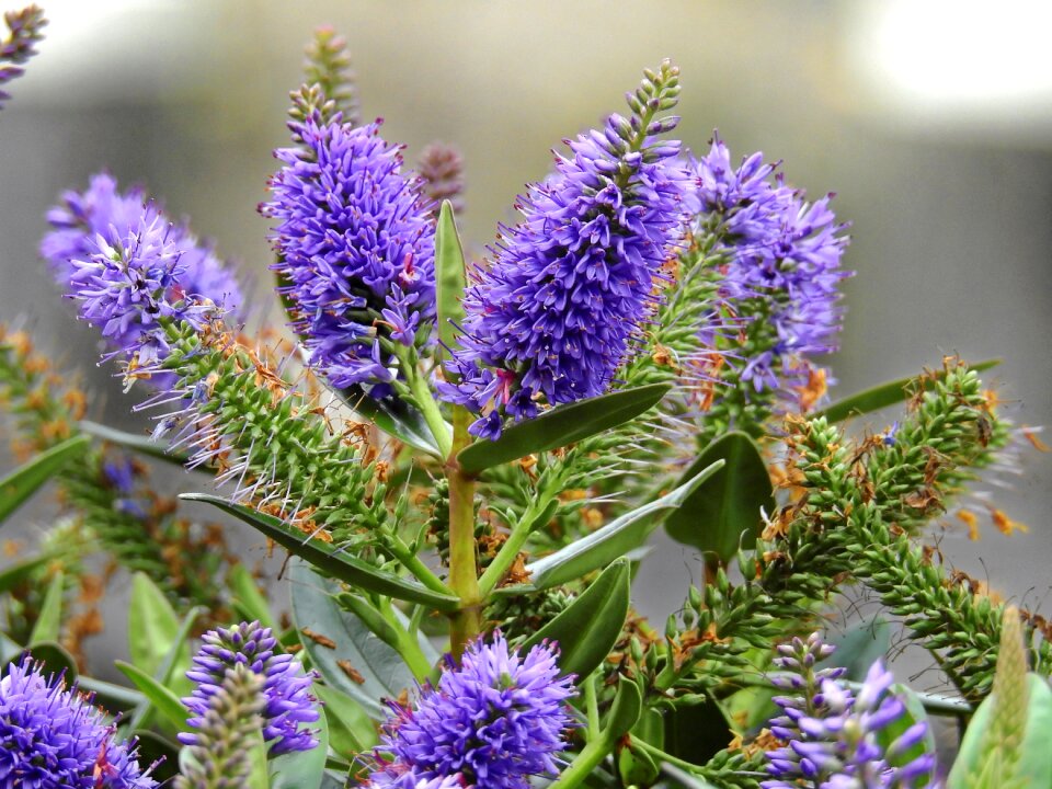 Purple nature plant
