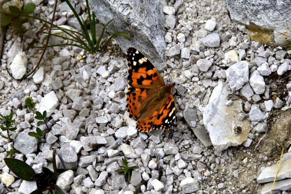Butterfly
