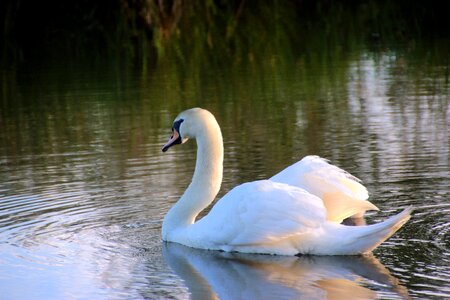 Head close up water bird