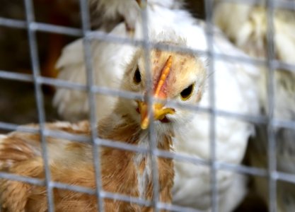 Chicken