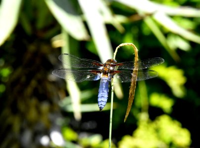 Dragonfly