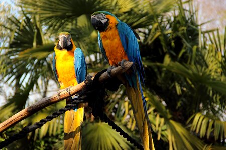 Feathered race summer nature