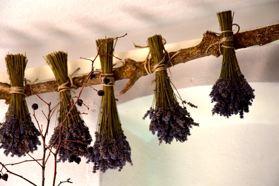 Lavender