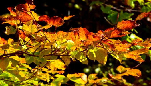 Autumn