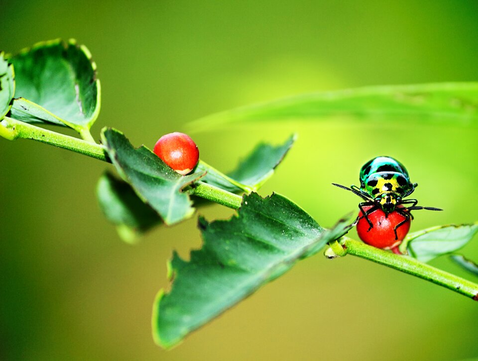 Color the pattern of beetle green
