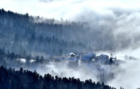 houses surrounded by trees and fog photo