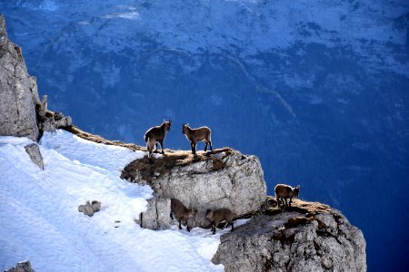 wildlife photography of mountain goats photo