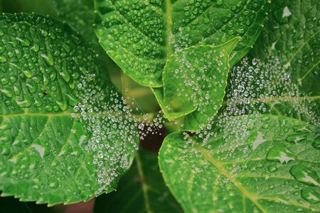 Plant spiderweb wet