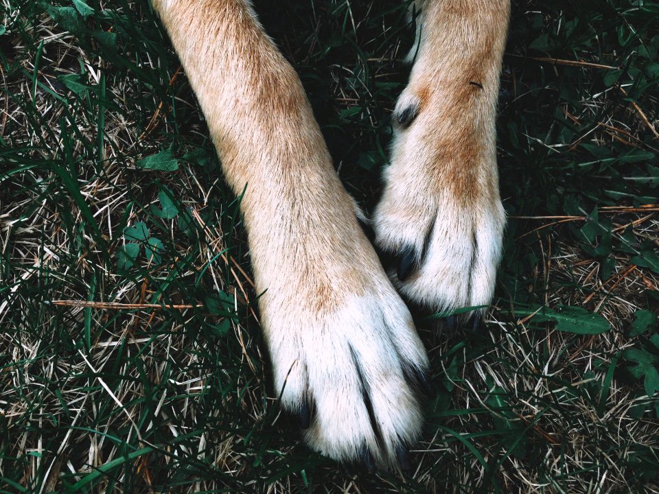 Dog in