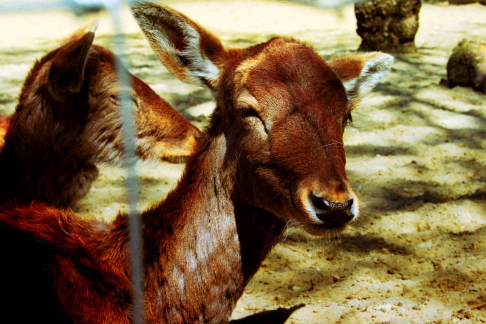 Pusztavacs, Hungary, Deer