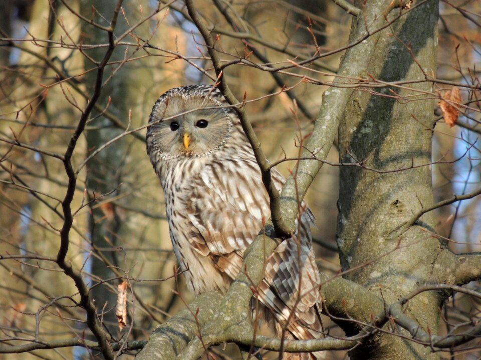 Birds raptor camouflage
