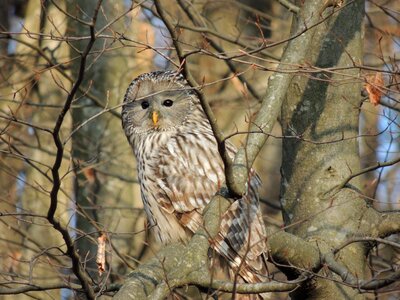 Birds raptor camouflage