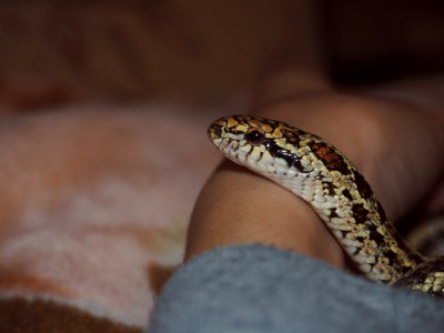 Wildlife, Animal, Wild