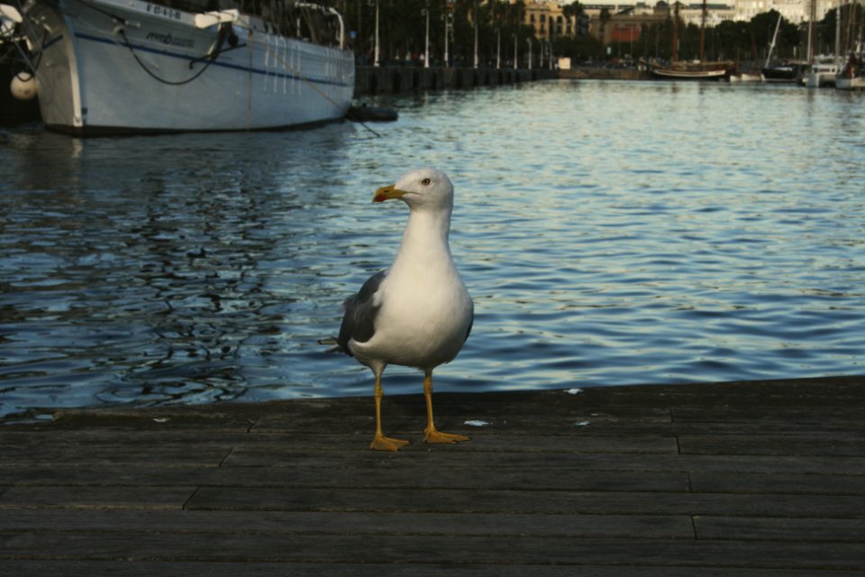 Barceloneta, Barcelona, Spain