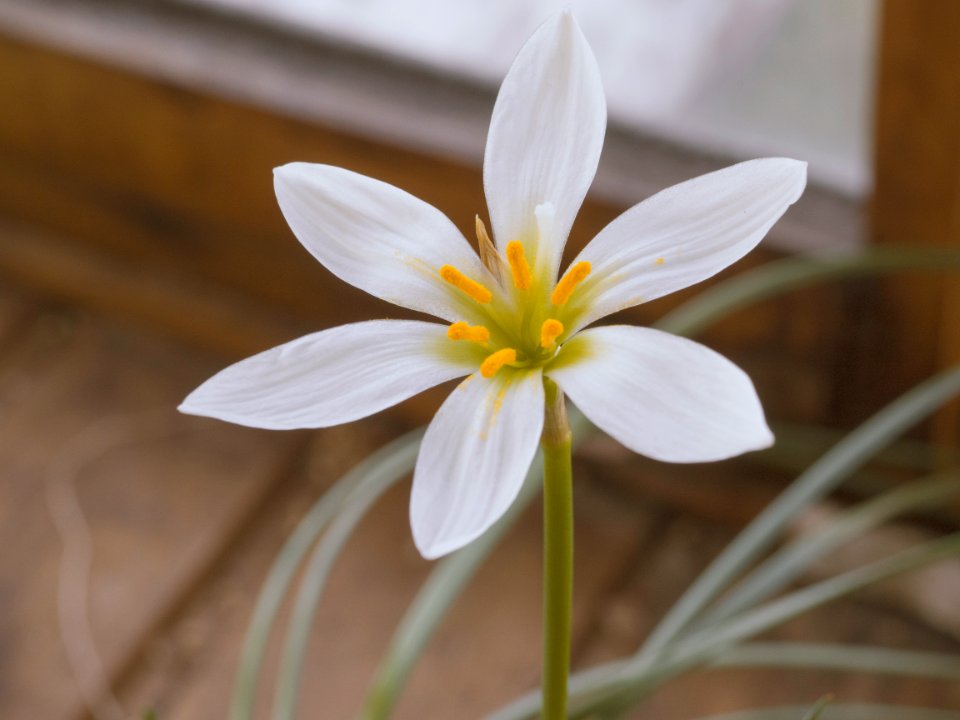 Bloom, Petals, Flavour