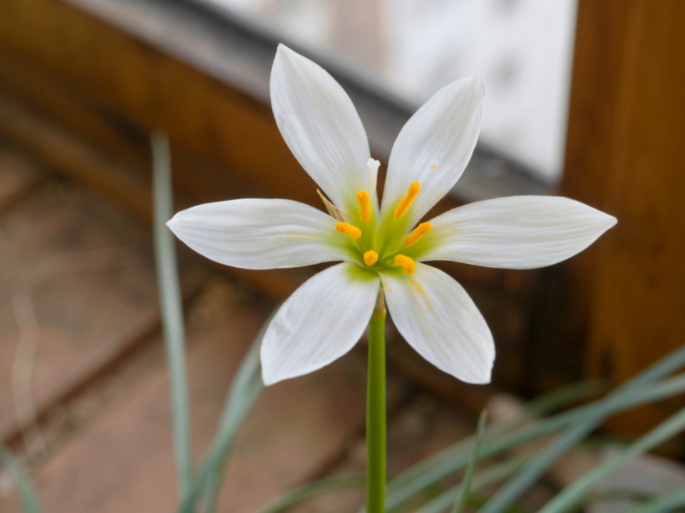 Petals, Plant, Flavour