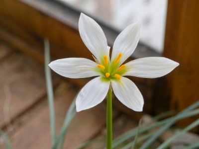 Petals, Plant, Flavour photo