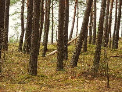 Jrmala, Latvia, Nature