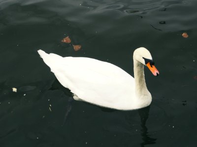 Nature, Water, White