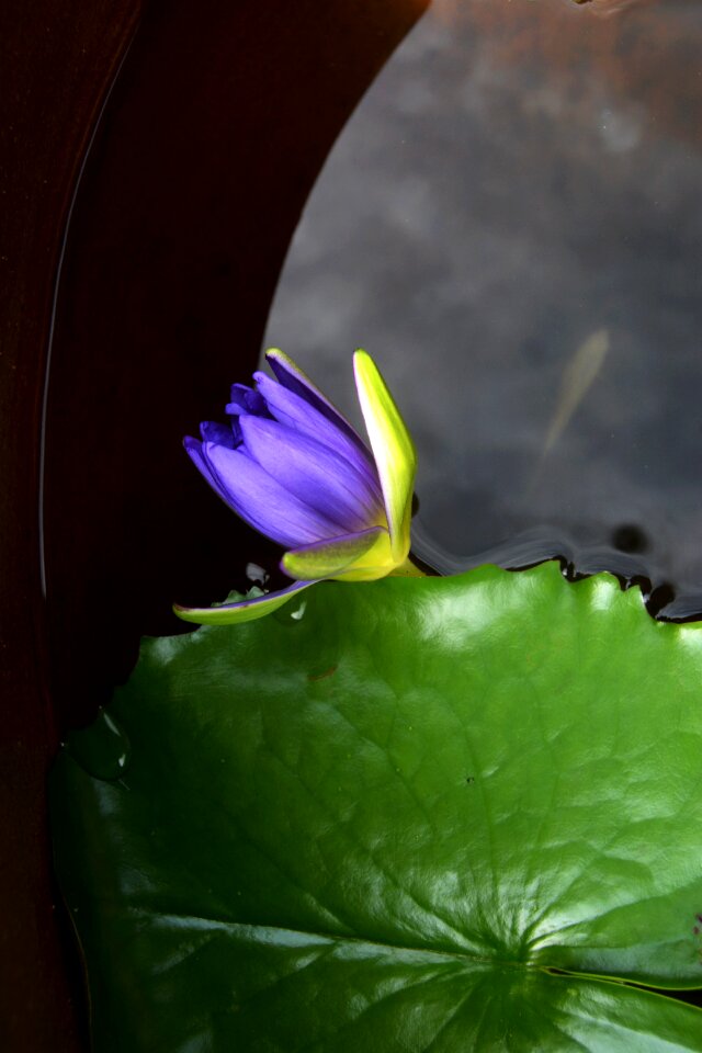 Okinawa water lilies fish tank