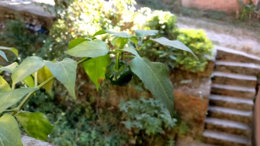 Kathm, Shrubs, Nepal photo