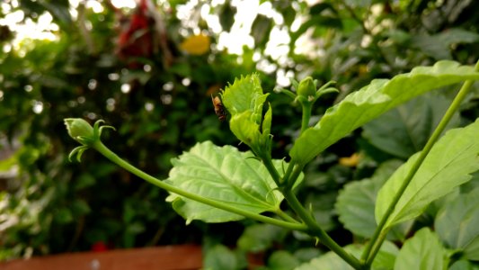 Nepal, Buddhabhumi, Flower photo