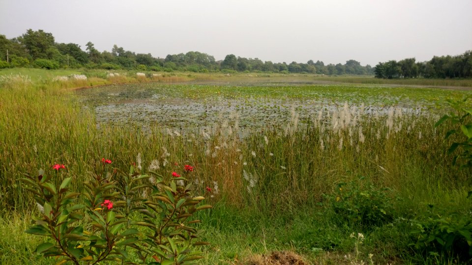 Nepal, Reservoir, Lumbini