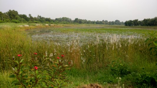 Nepal, Reservoir, Lumbini