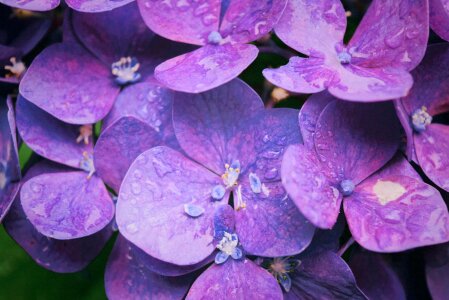 Flowers petals violet