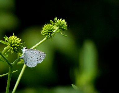 macro photography of white butterfly hanging on green plant photo