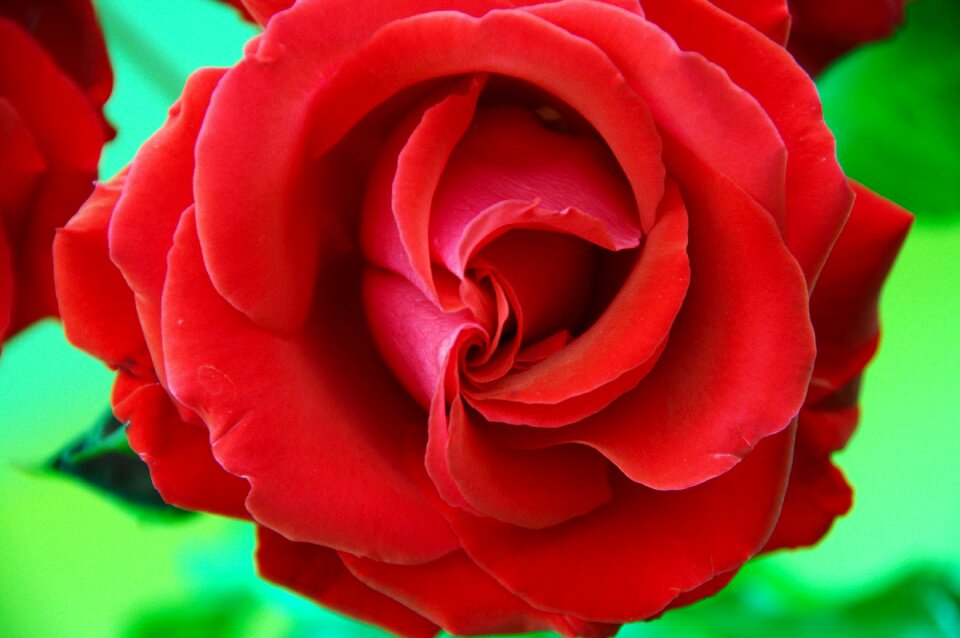 Macro close love