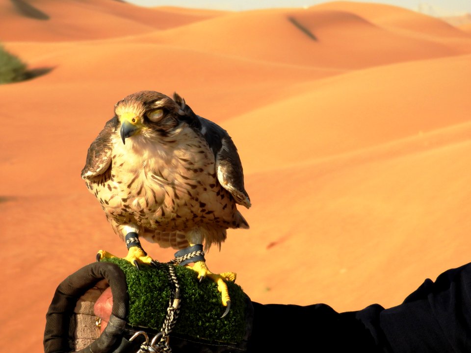 Dubai, Desert safari, Falcon