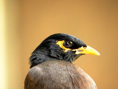 New delhi, India, Common myna