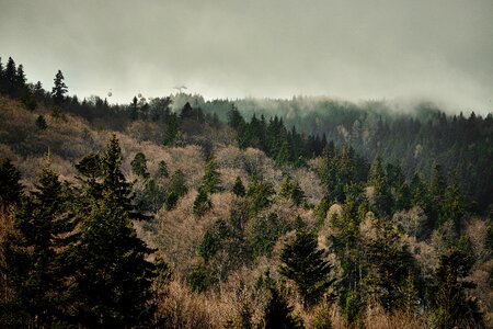 Landscape wilderness woods