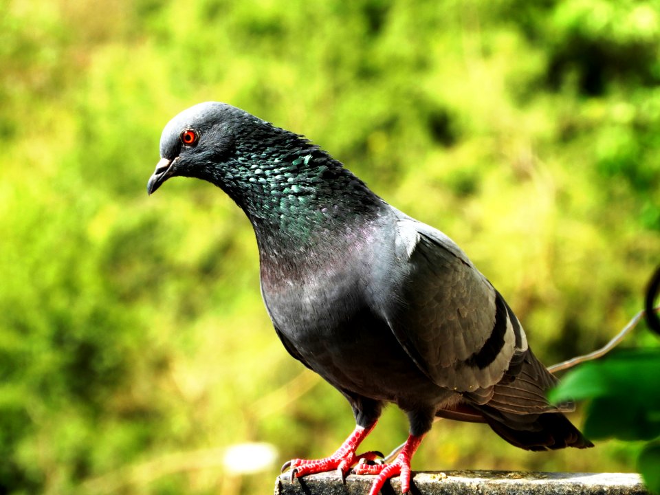 New delhi, India, Shades of green