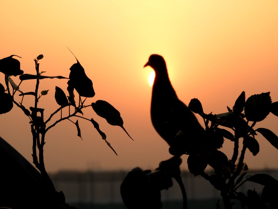 New delhi, India, Pigeon