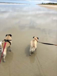 Flagler beach, United states, Dogs photo