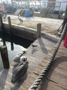 Cortez, United states, Seagull