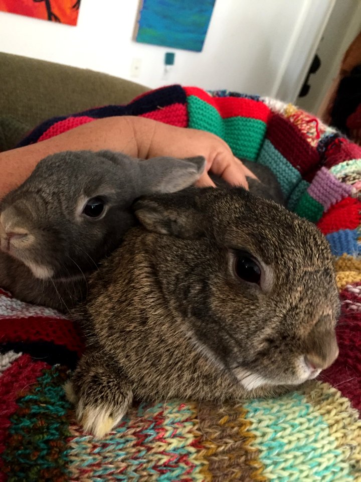 Nokomis, United states, Snuggle