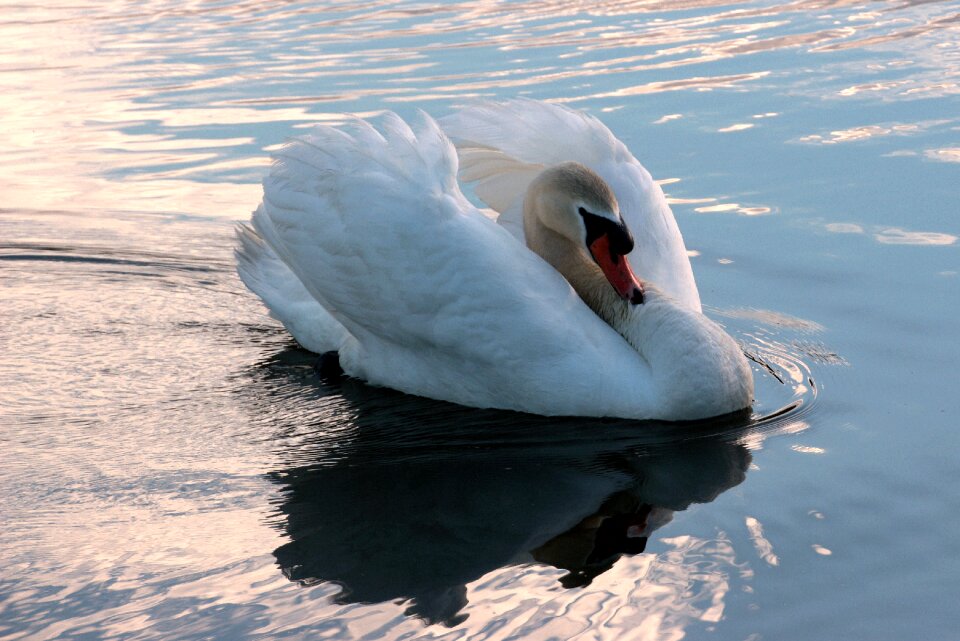 Head close up water bird