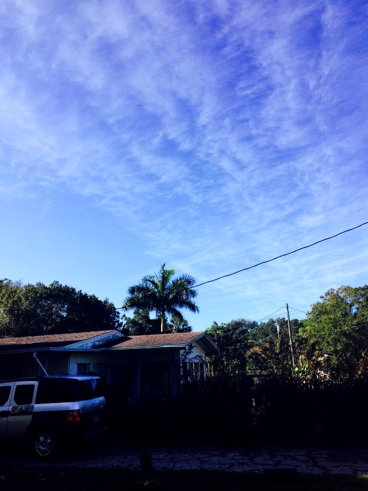 Nokomis, United states, Palms