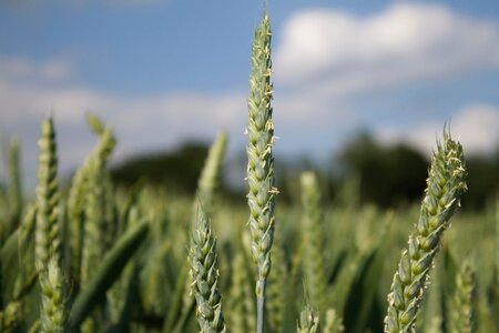 Close up corn field photo