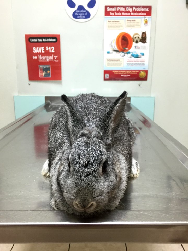 Nokomis, United states, Rabbit