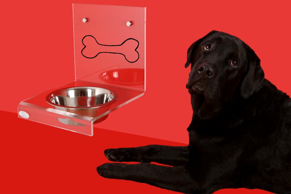 Bowl dogbar dog drinking