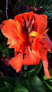 Nokomis, United states, Flower