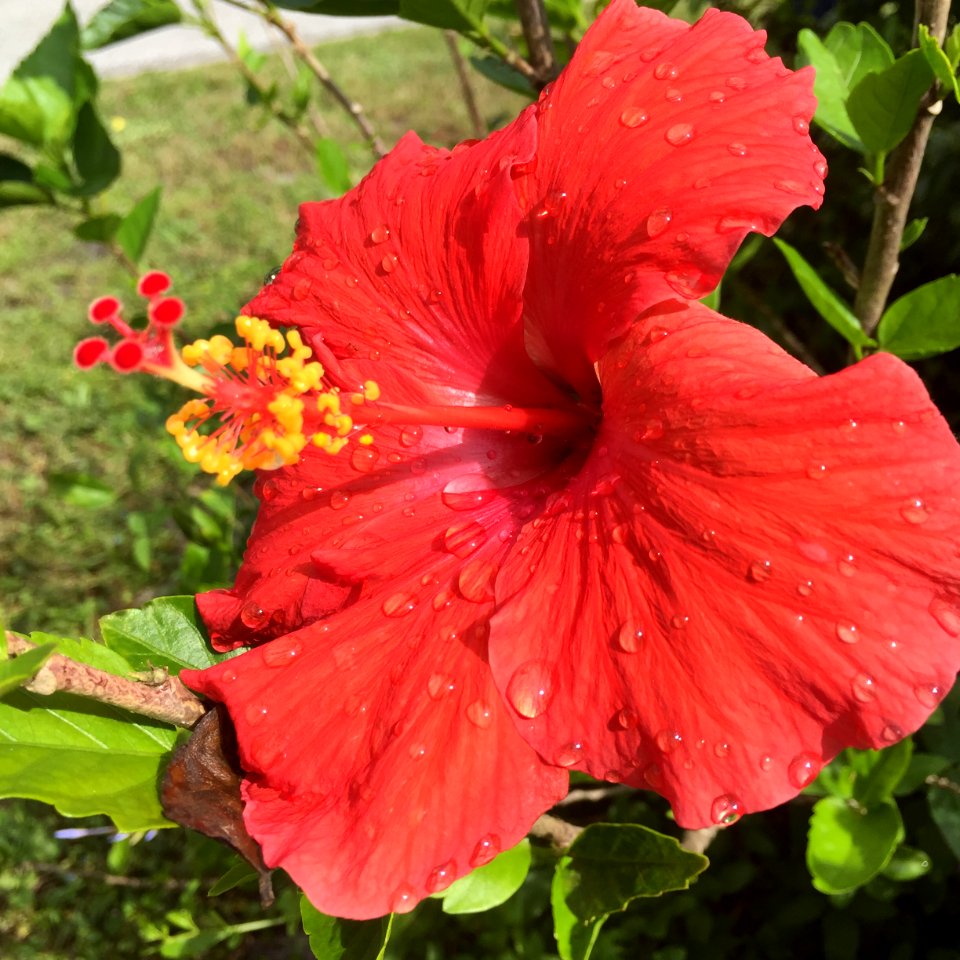 Nokomis, United states, Tropical