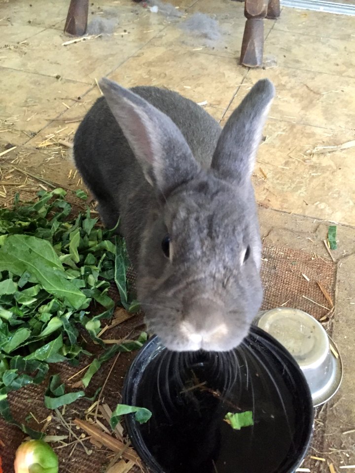Nokomis, United states, Water bowl