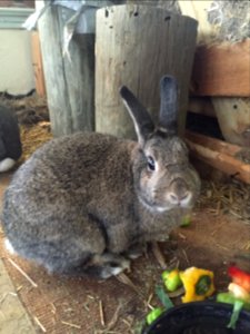 Nokomis, United states, Eating photo